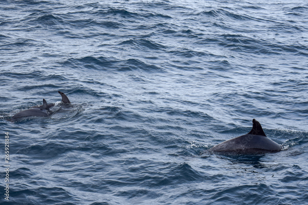 Fototapeta premium Dolphins at the atlantic ocean