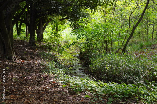 東京港野鳥公園の風景