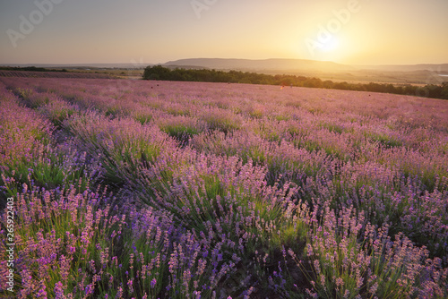 Meadow of lavender at sunse