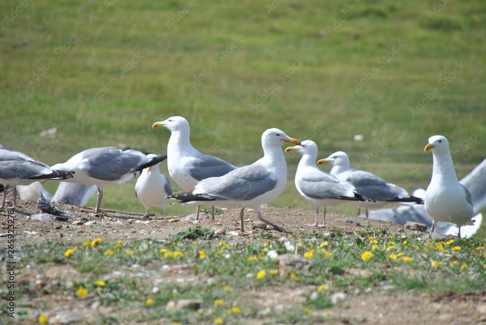 Obraz premium Baikal gulls