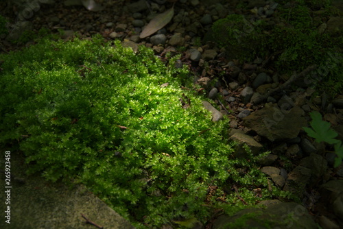 コツボゴケ（Plagiomnium acutum）