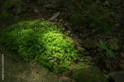 コツボゴケ（Plagiomnium acutum）