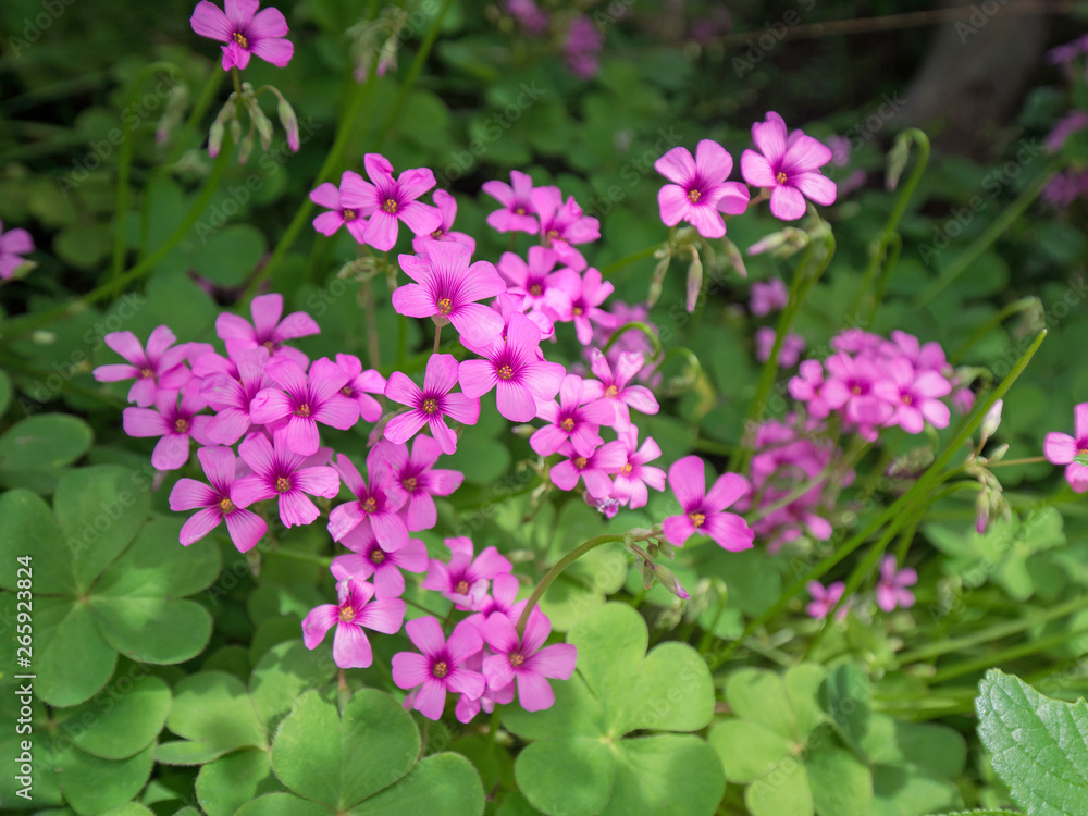 close-up shot of creeping oxalis close-up shot of creeping oxalis
