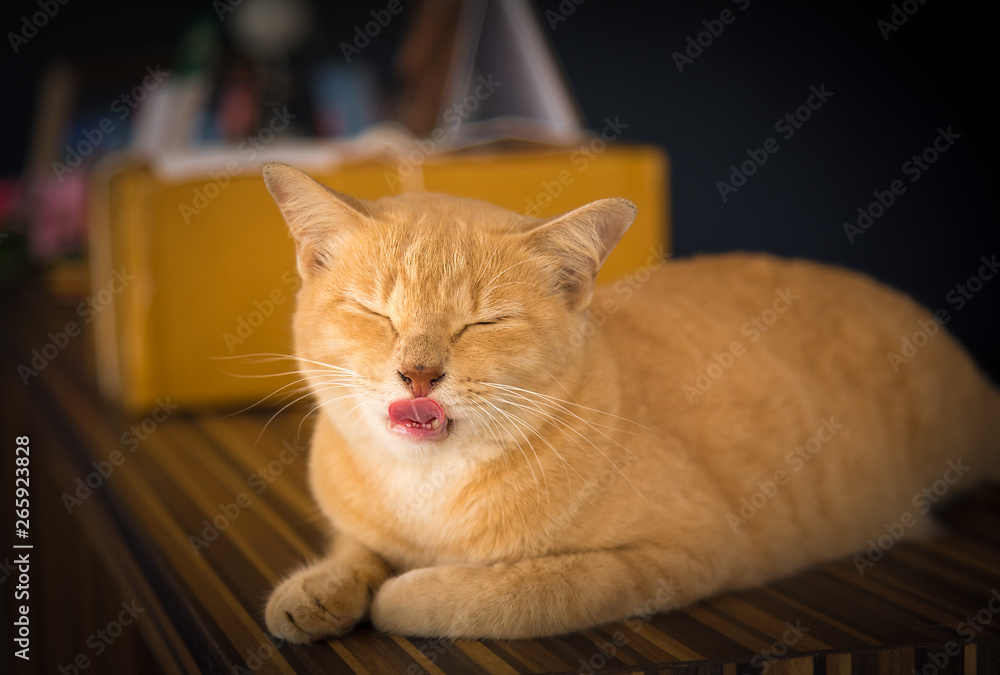 Portrait beautiful cute red cat action to take photo at home. Portrait beautiful cute red cat action to take photo at home.