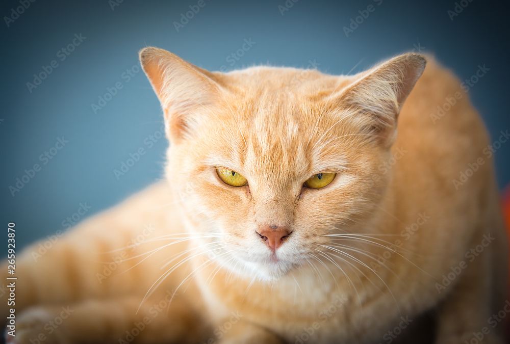 Portrait beautiful cute red cat action to take photo at home.