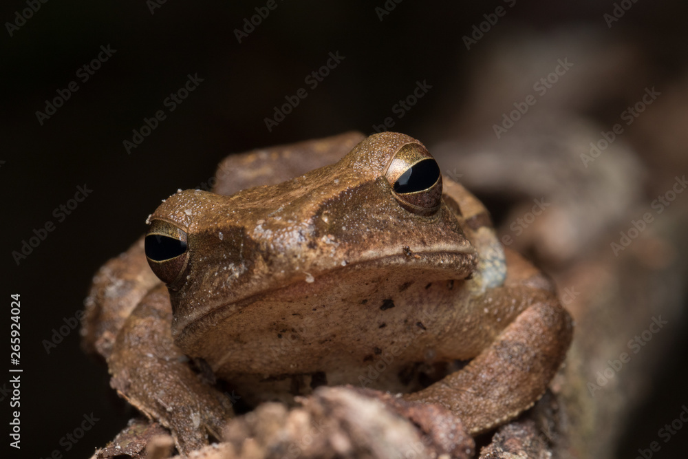 Macro image of Dark-eared Tree Frog of Borneo Island Macro image of Dark-eared Tree Frog of Borneo Island