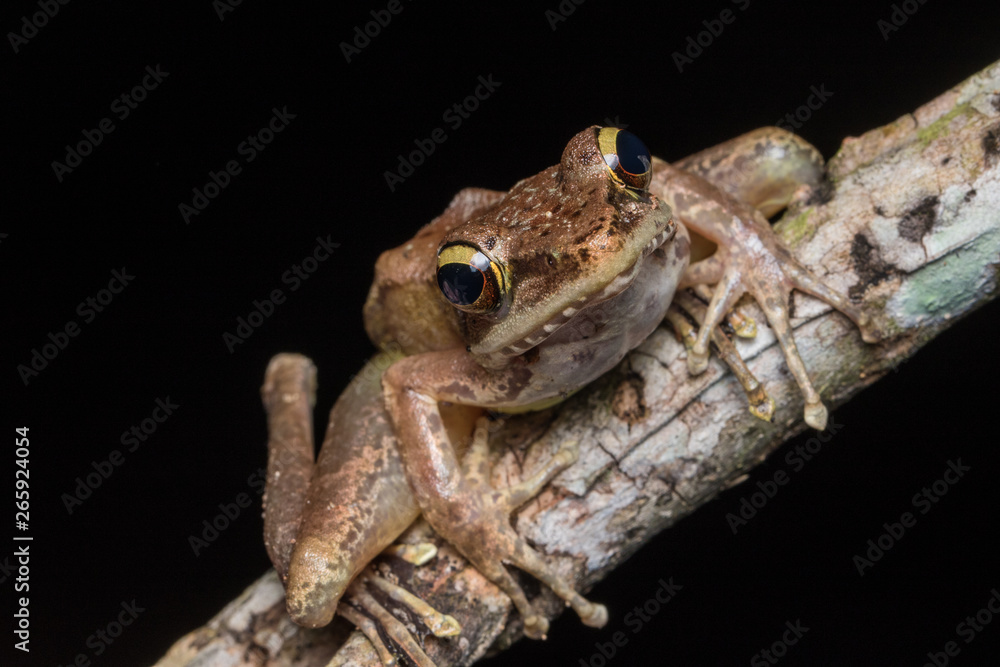 Macro shot image of Torrent Frog of Borneo Island Macro shot image of Torrent Frog of Borneo Island