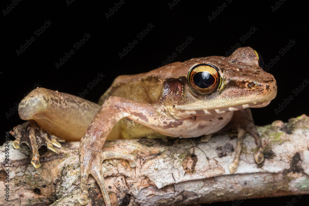 Macro shot image of Torrent Frog of Borneo Island Macro shot image of Torrent Frog of Borneo Island