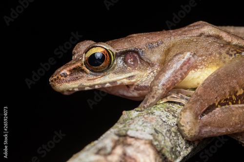 Macro shot image of Torrent Frog of Borneo Island