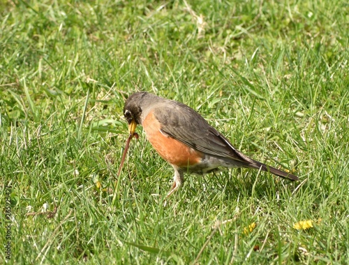 Robin pulling worm out of the ground