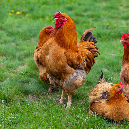 hen and green grass - free range chicken