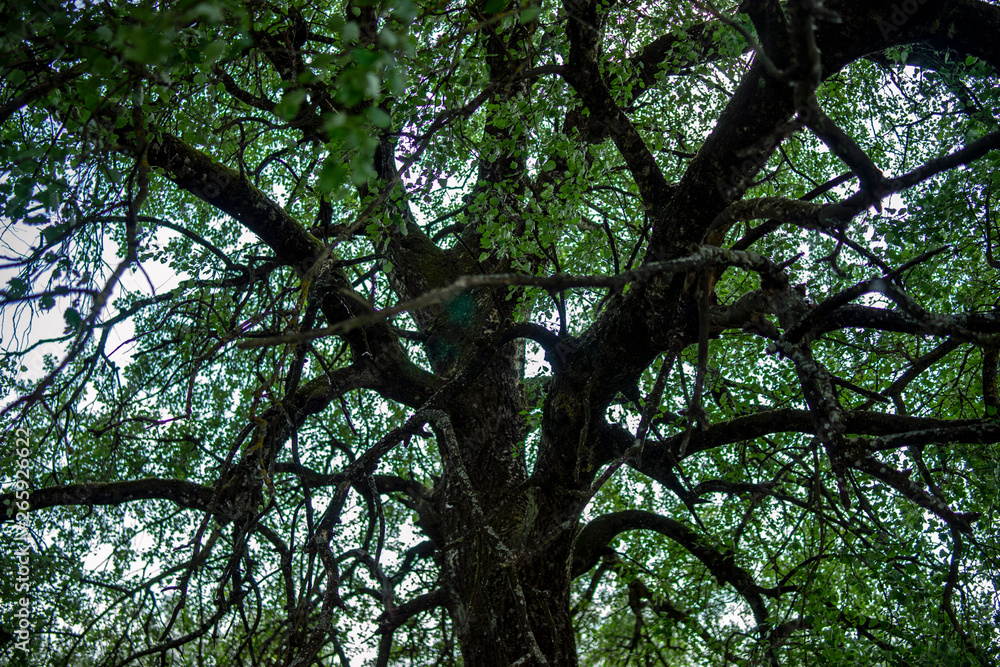 tree in the park tree in the park