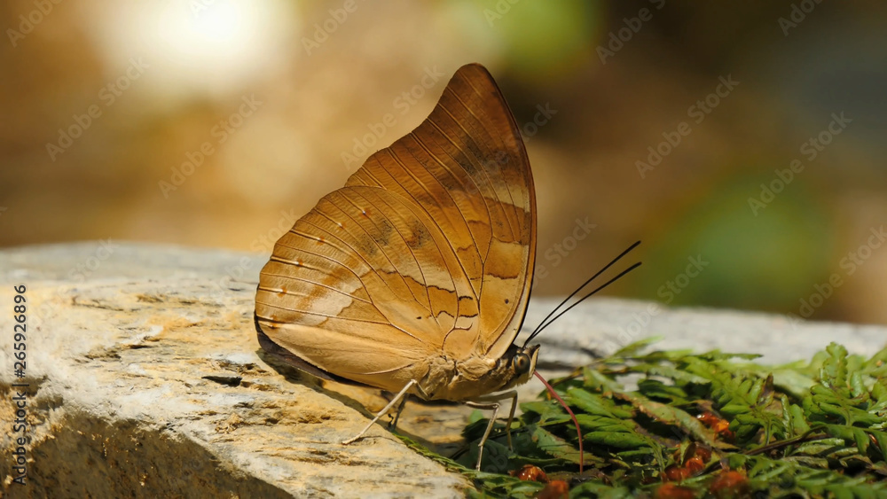 Obraz premium Insects butterflies in the wild, close-up, beauty of wildlife