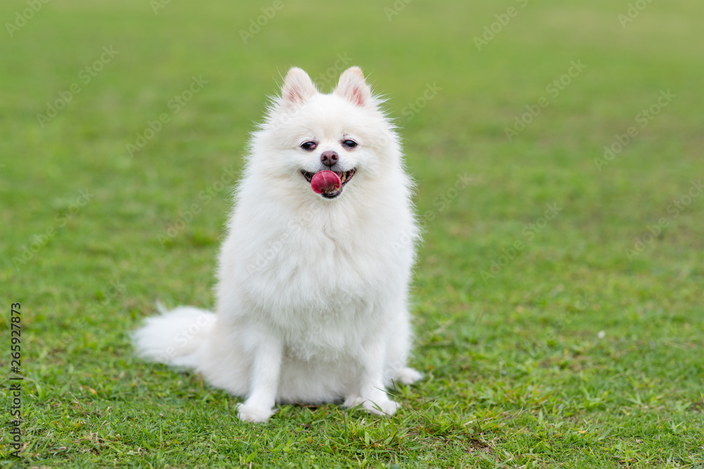 Cute white pomeranian dog at green lawn park Cute white pomeranian dog at green lawn park