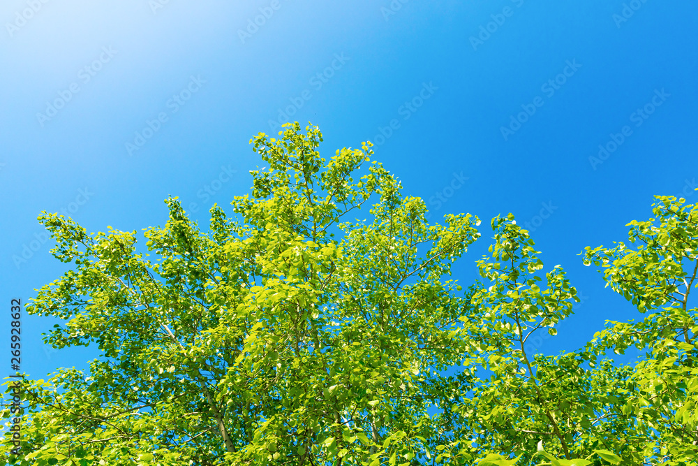Green spring trees against the blue sky Green spring trees against the blue sky