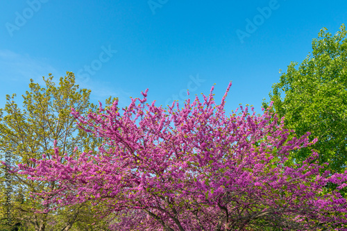 Cercis siliquastrum blooming tree in garden