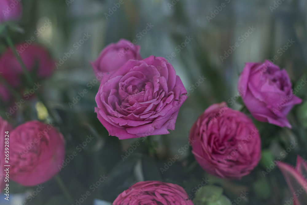Fototapeta premium A bouquet of beautiful flowers