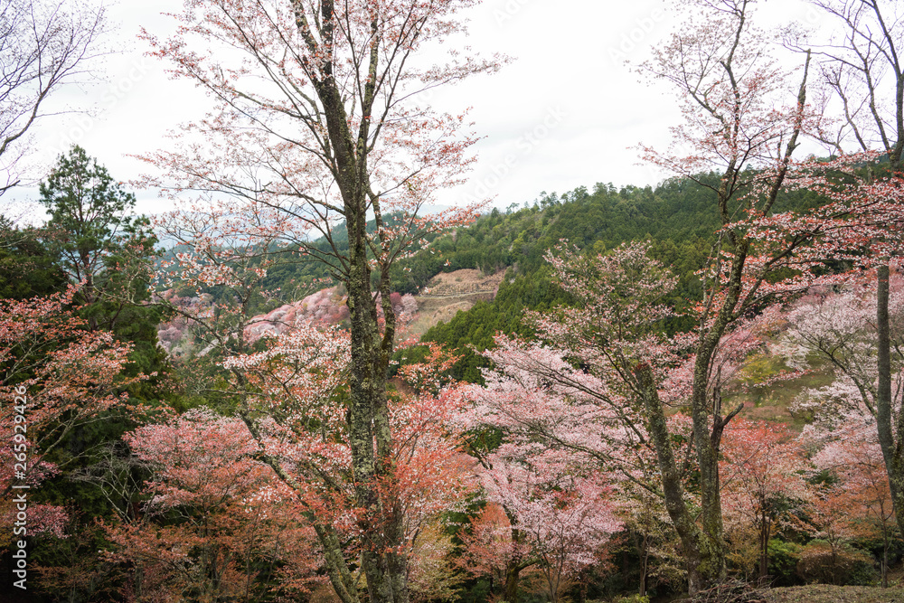 Yoshino Yama is a sacred site of Yoshino Yama is a sacred site of