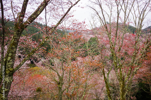 Wallpaper Mural Yoshino Yama is a sacred site of "Yoshino/Omine"and the most famous as cherry blossoms. UNESCO assigned as World Heritage List in 2004.The cherry blossom are fully out in the  Yoshino mountain. Torontodigital.ca