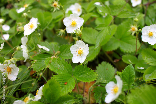 Blooming wild strawberry in the forest  Fragaria vesca L.  
