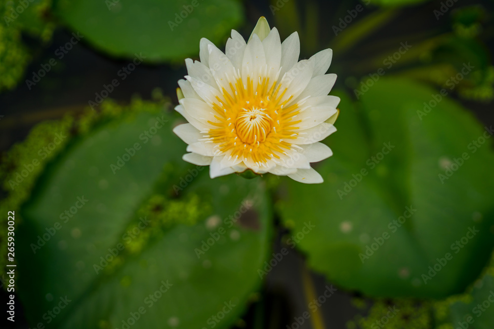 Beautiful white water lily or lotus flower with green leaf in pond. Nature background. Lotus flower in the natural conditions of the reservoir. Beautiful white water lily or lotus flower with green leaf in pond. Nature background. Lotus flower in the natural conditions of the reservoir.