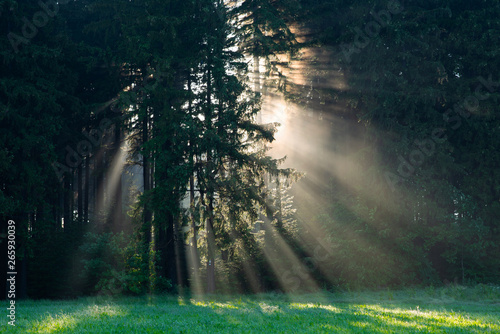 Black Forest in Germany. Morning sun shines through the golden foggy woods. Magical summer morning time. Romantic background. Sunrays before sunrise. Dreamy travel background.