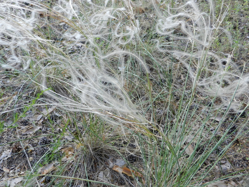 feather grass feather grass