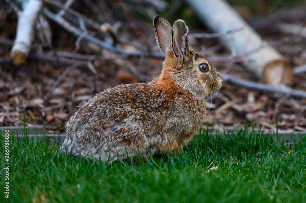 Rabbit in the Garden Rabbit in the Garden