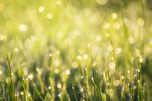 Sunny abstract green background. Natural bokeh from grass and dew.