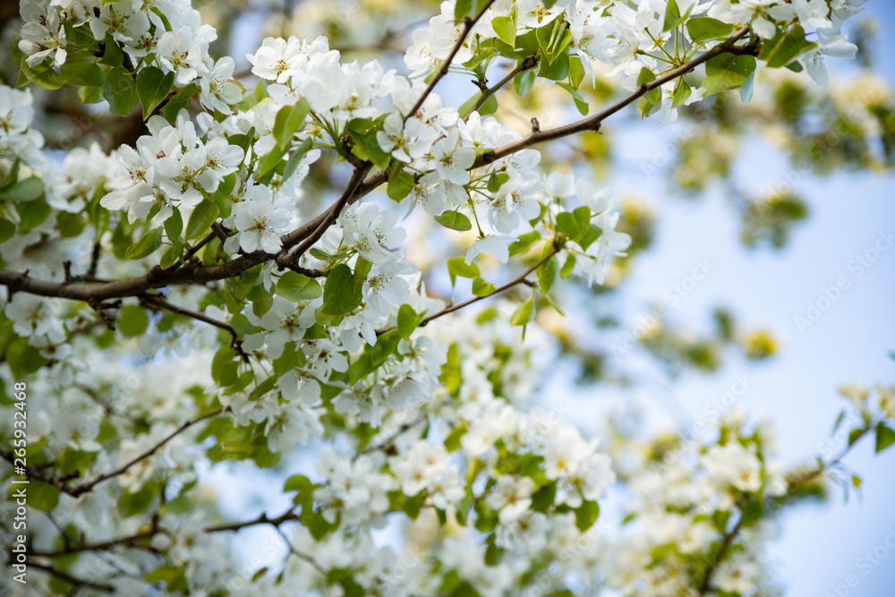 Spring White Flowers on an Apple Tree Blurred Background Spring White Flowers on an Apple Tree Blurred Background