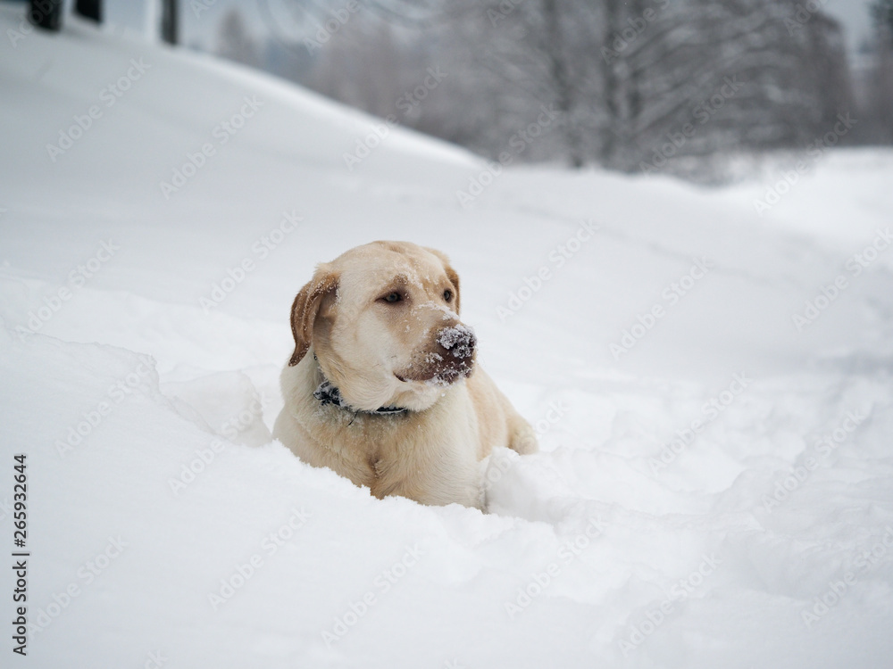 Dog playing in the snow. Portrait of white Labrador