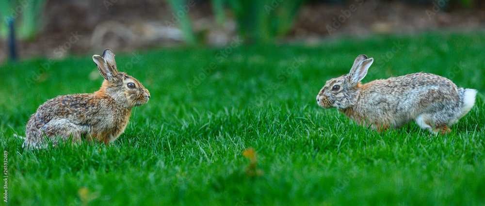 Fototapeta premium Rabbit: Ready to Fighting