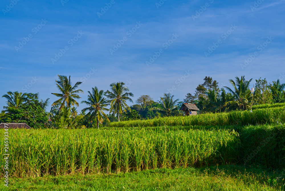 Small hut on trhe green organic rice field in Bali, Indonesia. Rice from the farmer's output. Light and shadow in nature. Spectacular views. Travel to non-touristic places of the island. Small hut on trhe green organic rice field in Bali, Indonesia. Rice from the farmer's output. Light and shadow in nature. Spectacular views. Travel to non-touristic places of the island.