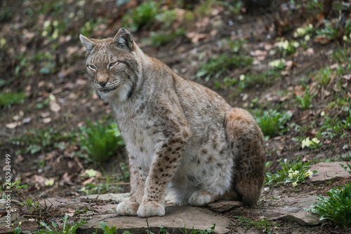 Lince © macroby
