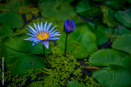 Beautiful water lily or lotus flower with green leaf in pond. Nature background. Lotus flower in the natural conditions of the reservoir.