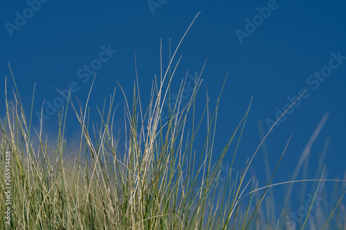 classic blue pantone grass in front of dark blue sky north sea netherlands zeeland
