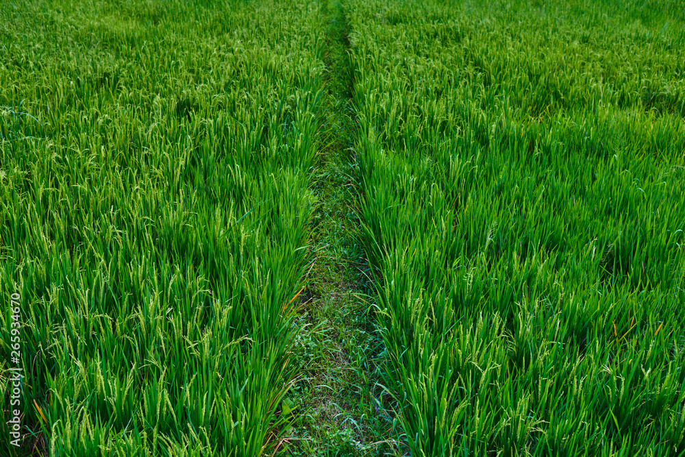 Obraz premium Rice flowers and seeds in paddy fields with natural background, food and rice product display. Healthy food. Great source of energy. Rich source of carbohydrates. Bali, Indonesia. Nftural background.