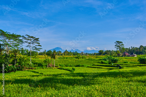 Spectacular view of organic rice fields on terraces of Bali, Indonesia. The volcano Agung on the background. Jatiluwih rice terraces located in the middle of Bali. The concept of ecological tourism
