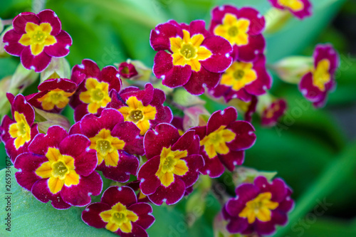 Primrose or primula vulgaris is the first flower blossoming. Primrose in spring garden.