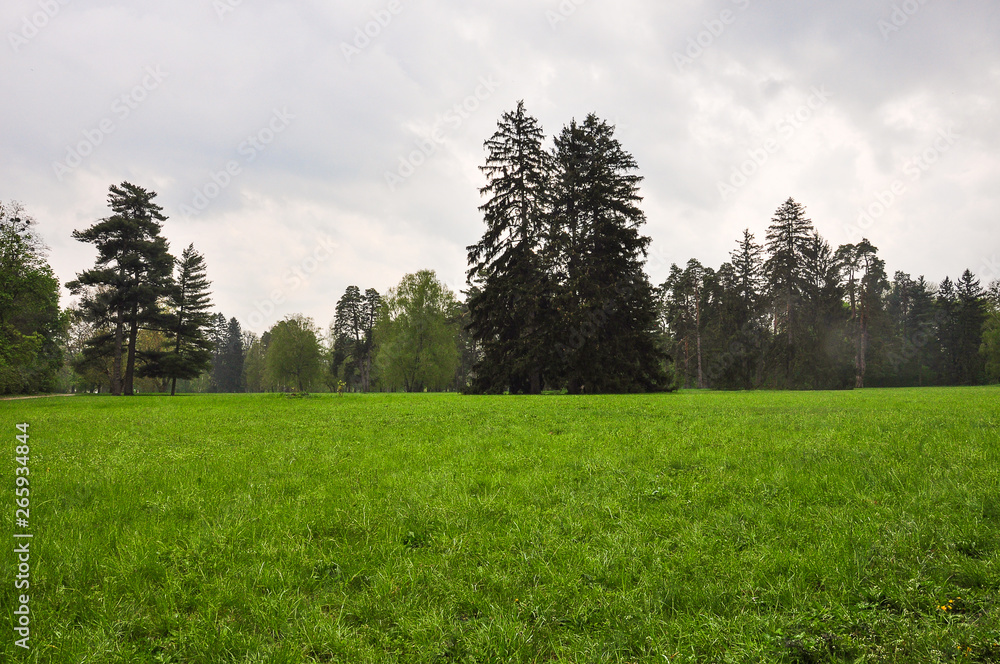Fototapeta premium grass field and pine