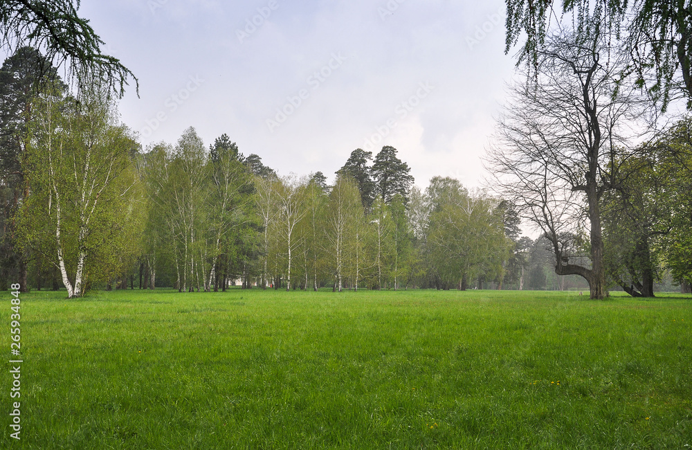 Obraz premium grass field and trees