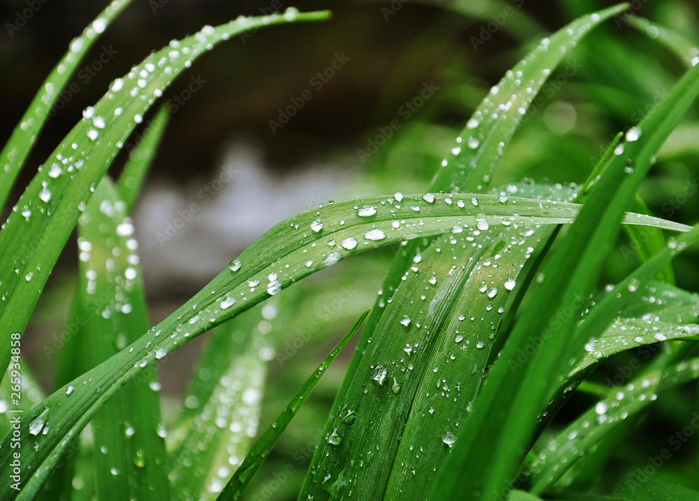 grass with dew grass with dew