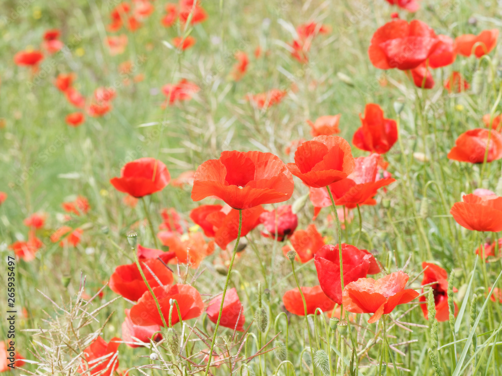 Obraz premium Fleurs épanouies de coquelicots rouges dans un champ 'Papaver rhoeas'