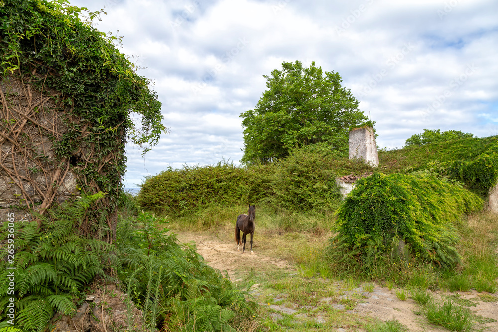 Horse and Abandoned houses