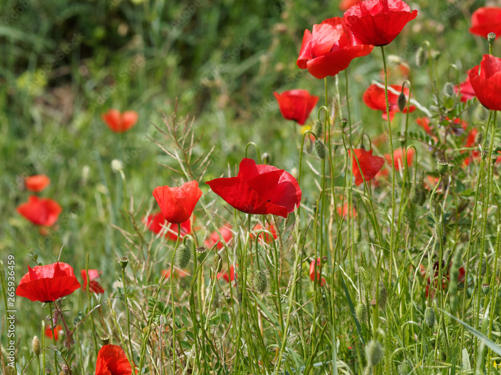 Fototapeta premium 'Papaver rhoeas' Rote Mohnblumen oder Klatschmohnen in einer grünen Wiese