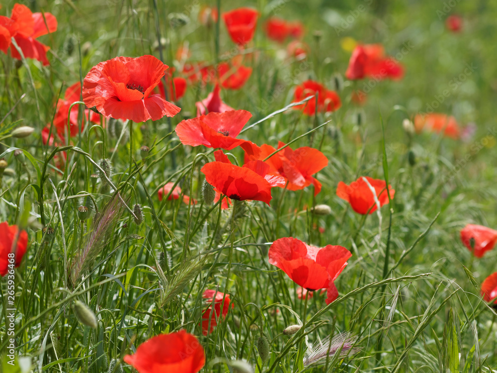 'Papaver rhoeas' Rote Mohnblumen oder Klatschmohnen auf einem Feld 'Papaver rhoeas' Rote Mohnblumen oder Klatschmohnen auf einem Feld