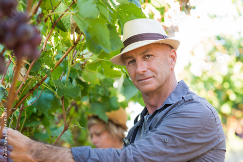 Gardener picking ripe red grapes from grapevine