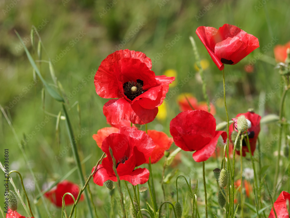 Obraz premium Rote Mohnblumen oder Klatschmohnen 'Papaver rhoeas'