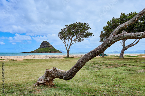 A tilted trunk of a tree at a beach park near the Kualoa Regional Park with the famous Chinaman's Hat island nearby at O'ahu, Hawaii.