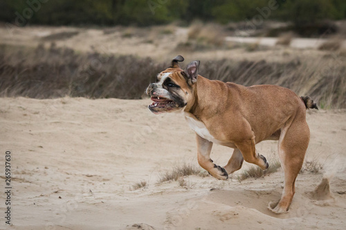Athletic English Bulldog
